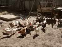 Chickens — عکس 5