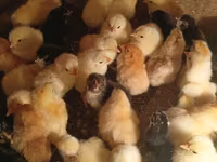Chickens — الصورة 3