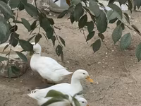Pekin tedesco — foto 5