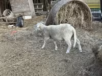 Carneiro, Merino sheep — foto 3