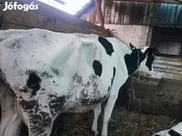 Ko, Limousin-ko. — foto 2