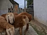 የጎትት አውራ በግ, Arashan sheep — ፎቶ 8