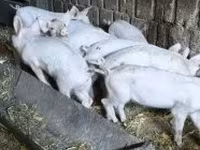 Хукҳо (партия, ҷинс муайян нашудааст), Хукҳо — акс 1
