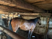 Mare, Horses — photo 1