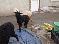 Խոյ, Edilbay sheep — լուսանկար 2