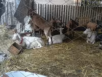 Ziege, Saanen goat — Foto 3