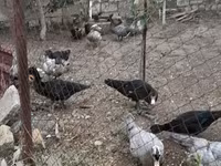 Ducks — foto 2