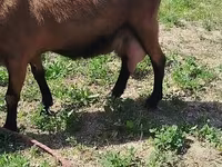 Capră, Alpine goat — foto 4