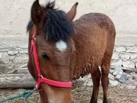 Kůň, Koně — foto 1