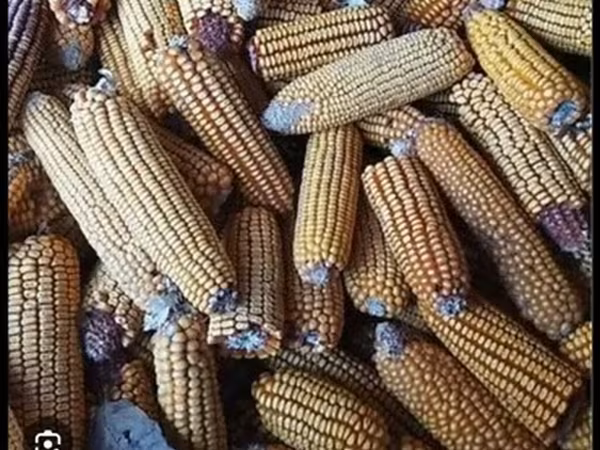 Продаю Кукурузу в початках цена договрная 12.5сом Адресс
