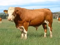 Bou, Simmental cattle — foto 2