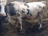 أبقار (دفعة، الجنس غير محدد), Russian Black pied cattle — الصورة 4