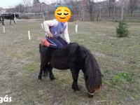 اسب نر, Shetland Pony — عکس 5