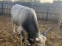 Lembu jantan, Hungarian Grey breed — foto 4