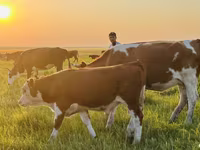 گاو و گوساله (گروه، جنسیت مشخص نشده), Simmental cattle — عکس 3