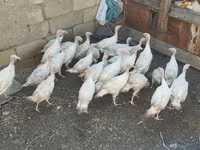 Turkeys — Foto 6