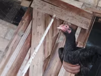 Chickens — foto 1