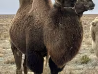 Unta (lot, jantina tidak dinyatakan), Kazakh Bactrian camel — foto 2