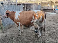 گاو ماده, Simmental cattle — عکس 3