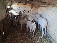 Goat, Goats — photo 2