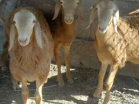 قوچ, Arashan sheep — عکس 2