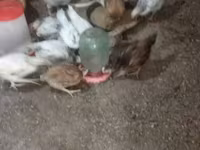 Chickens — fotografija 2