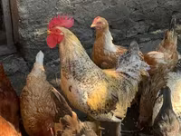 Chickens — Foto 1
