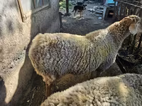 Beran, Hissar sheep — foto 2