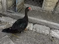 Ducks — عکس 1