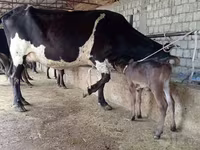 Krava, Russian Black pied cattle — foto 3