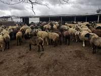 Kambing betina, Sheep — foto 2