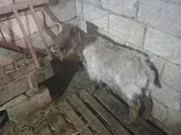 بز ماده, بز — عکس 3