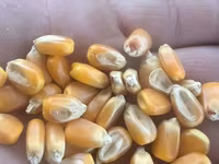 Жугору сорт Ала-тоо месный рушеный кургак 100 тоннага чейин бар баасы — عکس 2