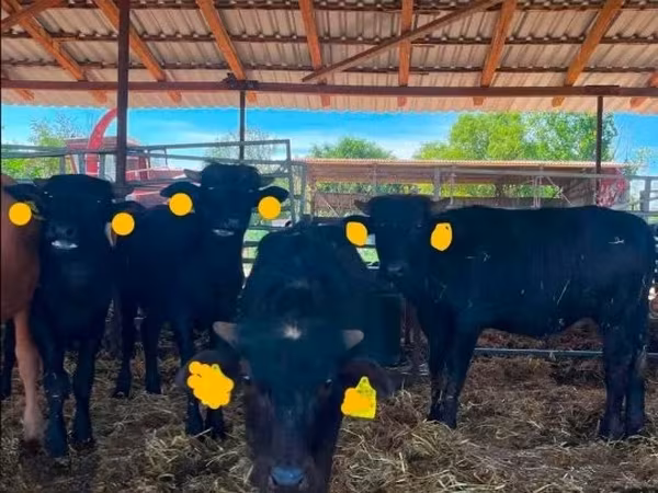 Cow, African Buffalo — Hungary