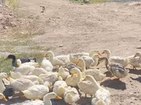 Ducks — عکس 1