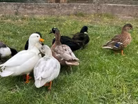Ducks — تصویر 1