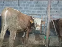 Lembu jantan, Cattle — foto 4
