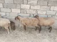 Biri-biri (lot, jantina tidak dinyatakan), Sheep — foto 4