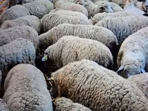 Ram, Merino sheep — Hungary