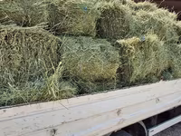 Balot de lucernă — 2. fotó