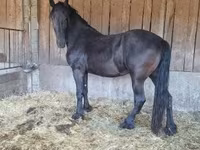 ม้าตัวเมีย, Friesian — รูปภาพ 3