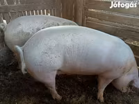 Babi hutan, Pigs — foto 3