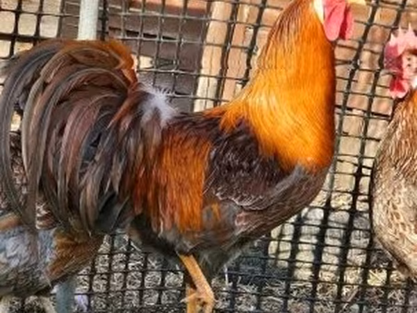 Chickens