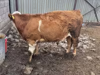 ወንድ በሬ, Simmental cattle — ፎቶ 2