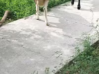 مینڈھا, بھیڑیں — تصویر 4