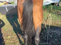 اسب نر, Kazakh horse — عکس 3