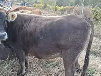 Lembu betina, Cattle — foto 5