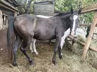 Faras, Horse breed — sawirka 3