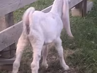 بز نر, Gulabi goats — عکس 2