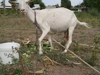 بز ماده, بز — عکس 8
